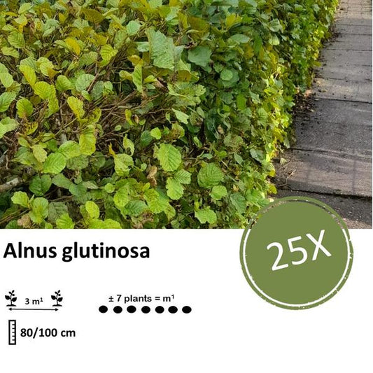 Schwarzerle (Alnus glutinosa) Blote Wortel für die Stabilisierung von Böden und Uferbereichen

