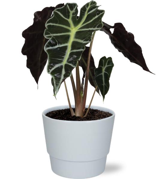 Alocasia Amazonica Polly in Ø12 cm Topf mit glänzenden, tropischen Blättern und einer Höhe von 30 cm, im weißen Pot Basic D14,5x12cm Topf