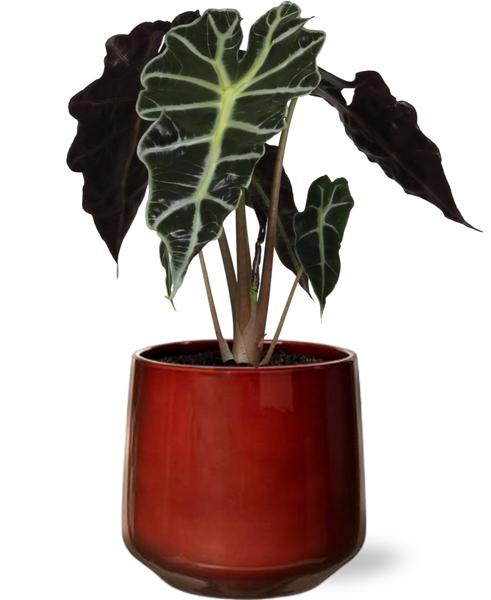Alocasia Amazonica Polly in Ø12 cm Topf mit glänzenden, tropischen Blättern und einer Höhe von 30 cm, im roten Puglia Pot D13/14,5x13,5cm Topf