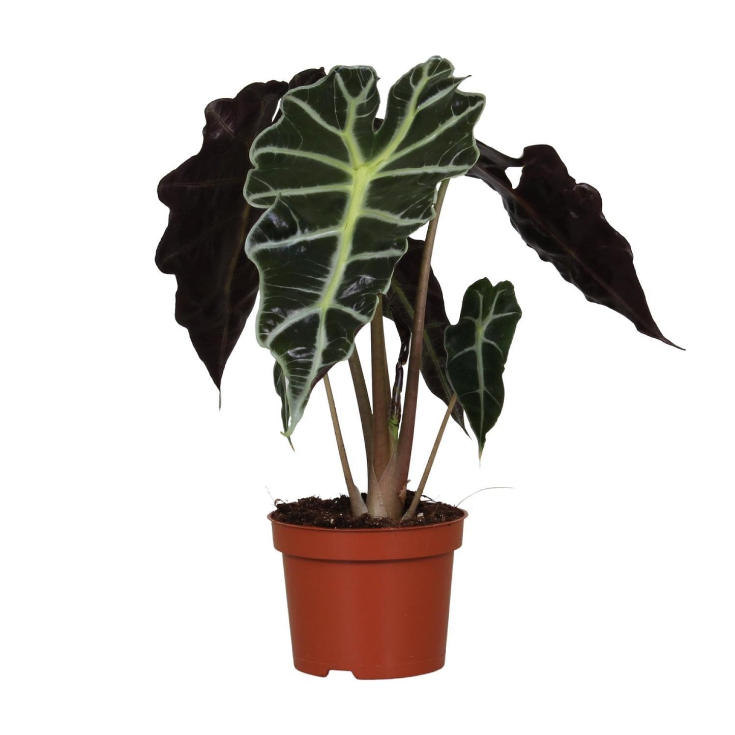 Alocasia Amazonica Polly in Ø12 cm Topf mit glänzenden, tropischen Blättern und einer Höhe von 30 cm