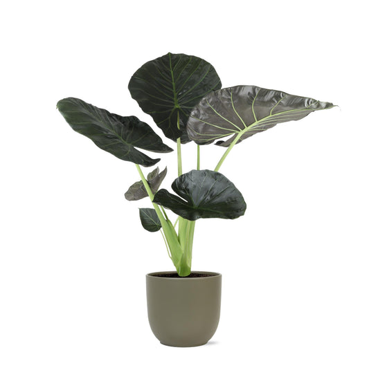 Alocasia 'Regal Shield' in Boule OLIJF Topf Ø21cm, 100cm hoch, mit glänzenden tropischen Blättern