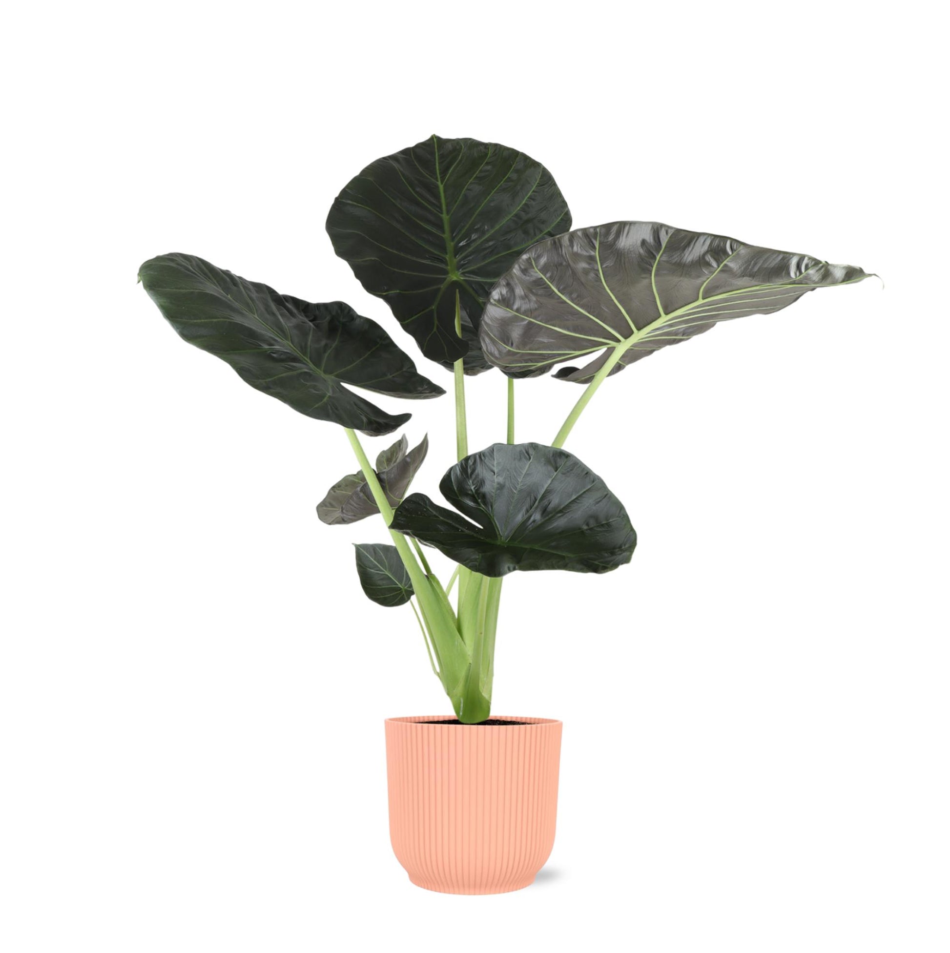 Alocasia 'Regal Shield' in trendigem Rosa Vibes-Topf Ø21cm, 100cm hoch, mit glänzenden tropischen Blättern