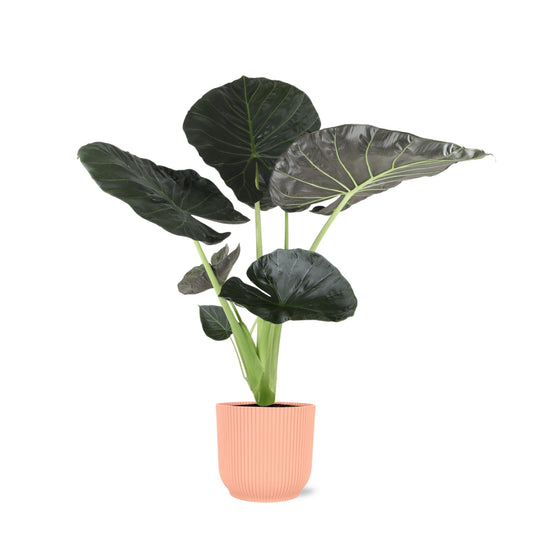 Alocasia 'Regal Shield' in trendigem Rosa Vibes-Topf Ø21cm, 100cm hoch, mit glänzenden tropischen Blättern