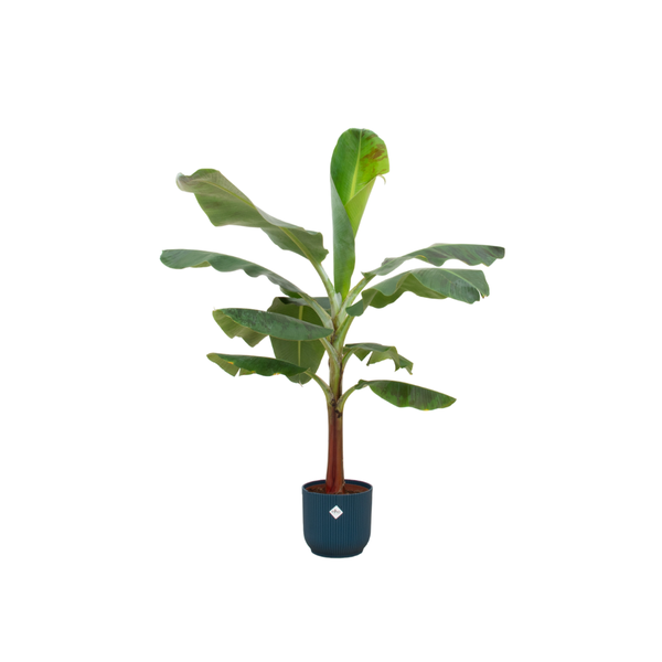 Bananenplant (Musa) + Topf Blau Ø22 - 120 cm