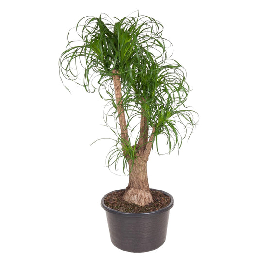 Beaucarnea Vertakt - 130 cm hoch - Topfgröße Ø44 cm - Verzweigter Elefantenfuß