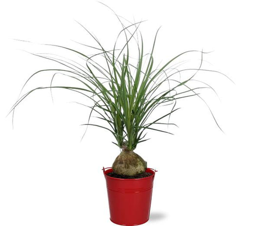 Beaucarnea Nolina Recurvata - Ø12cm - ↕45cm + Emmer D12.5x11.5cm - Rot