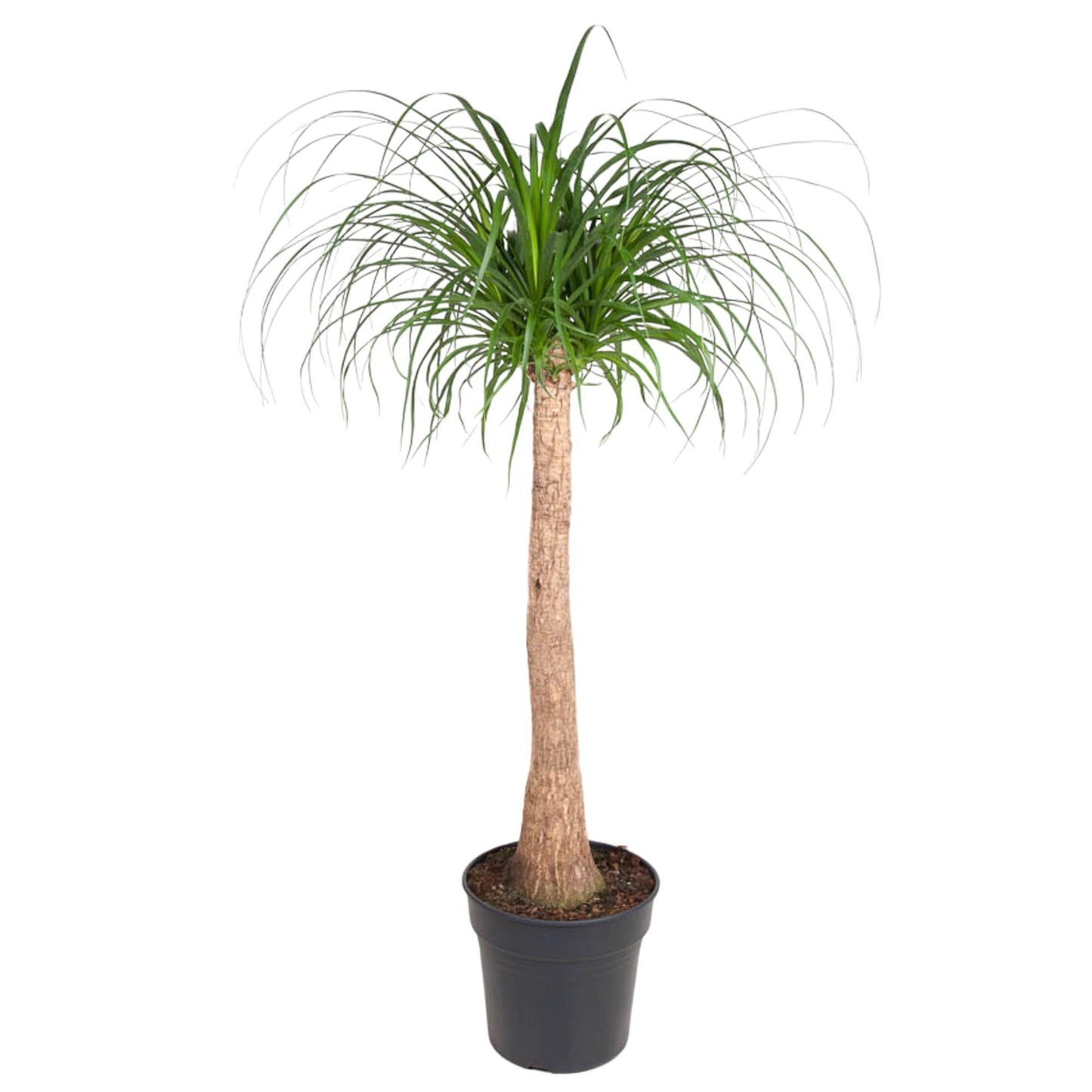 Beaucarnea Stam - 130 cm hoch - Topfgröße Ø32 cm - Elefantenfuß