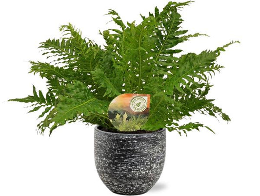 Blechnum Silver Lady - Ø17cm - ↕50cm + Topf - Schwarz Weiß