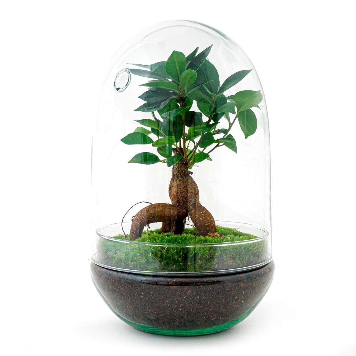 Terrarium - Egg XL Bonsai - ↕ 30 cm