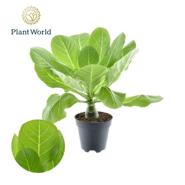 Brighamia Insignis 'Hawaii Palm'  - Ø12cm - ↕37cm