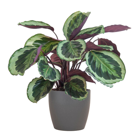 Calathea Medaillon mit Topf Grau- 65cm - Ø21
