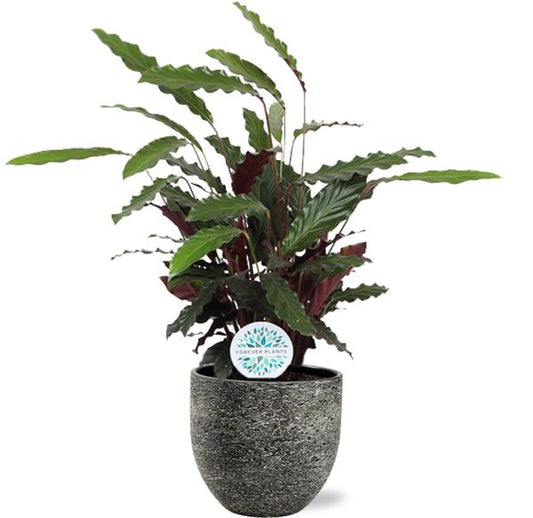 Calathea Rufibarba - Ø21cm - ↕85cm + Topf - Schwarz Weiß