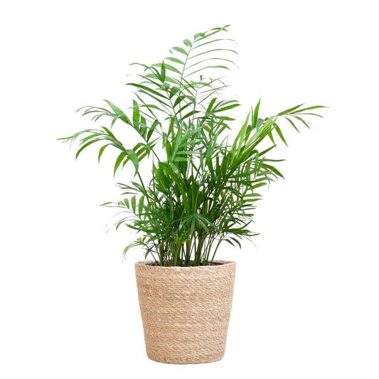 Chamadorea Elegans mit Sofia-Korb natur  - 55cm - Ø17