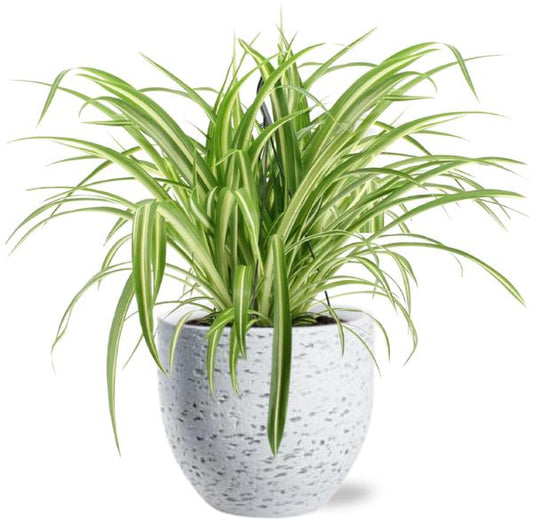 Chlorophytum Comosum Variegatum - Ø17cm - ↕30cm + Topf - Weiß