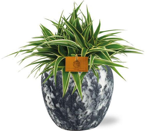 Chlorophytum Ocean - Ø15cm - ↕25cm + Topf - Schwarz Weiß