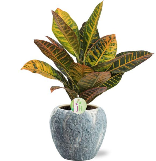 Codiaeum Petra - Ø17cm - ↕45cm + Topf - Grau Weiß