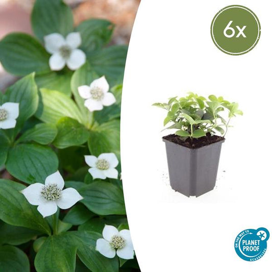 Cornus canadensis 6er-Set - Kanadischer Hartriegel als Bodendecker
