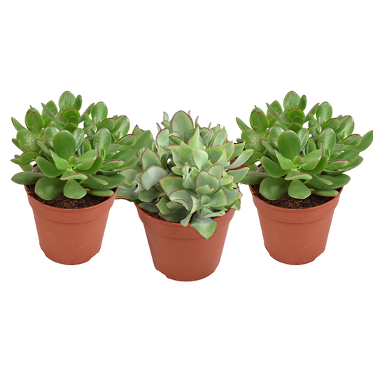 Crassula Gemischt - 3 Stücke - Ø12cm - ↕20cm