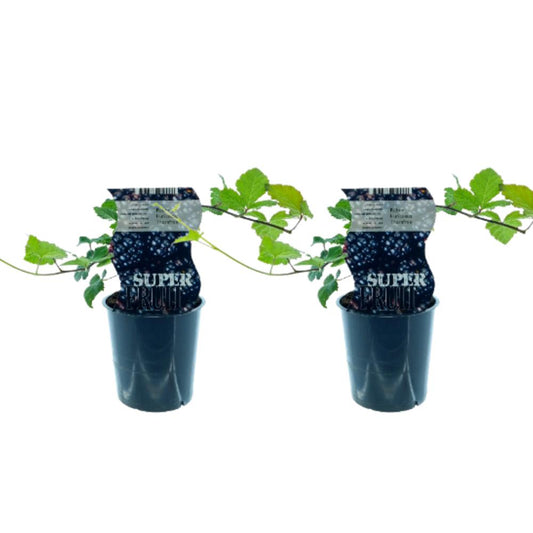 Zwei Pflanzen der dornenlosen Brombeere Rubus Thornfree, ideal für den Garten und Balkon