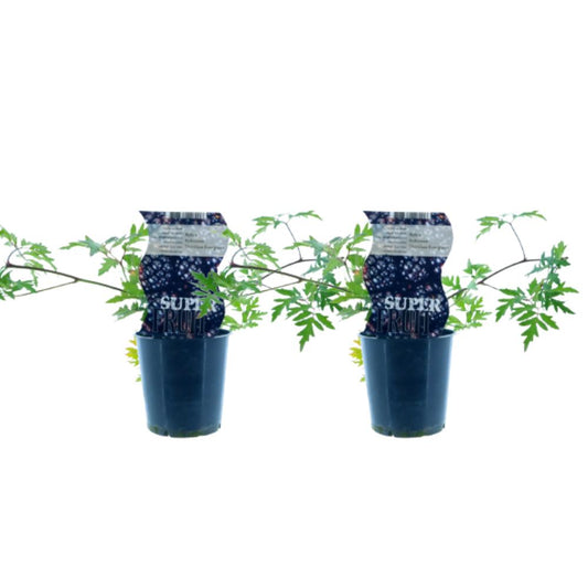 Zwei Pflanzen der dornenlosen Brombeere Rubus Thornless Evergreen, ideal für den Garten und Balkon