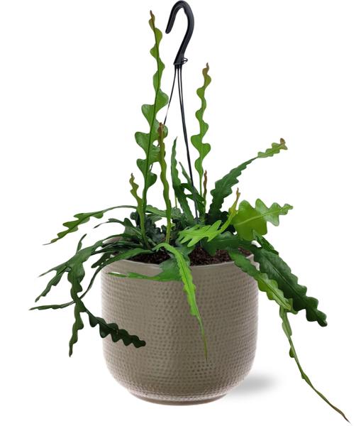 Epiphyllum Anguliger - Ø14cm - ↕35cm + Topf - Grau Grün