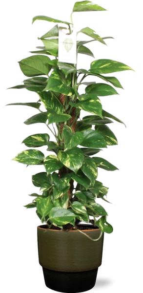 Epipremnum Aureum Mosstok - Ø19cm - ↕80cm + Topf - Dunkelgrün