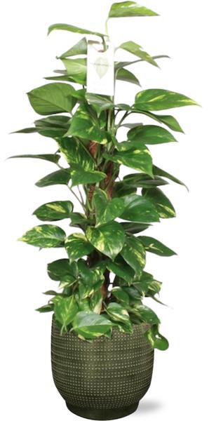 Epipremnum Aureum Mosstok - Ø19cm - ↕80cm +Topf - Grün