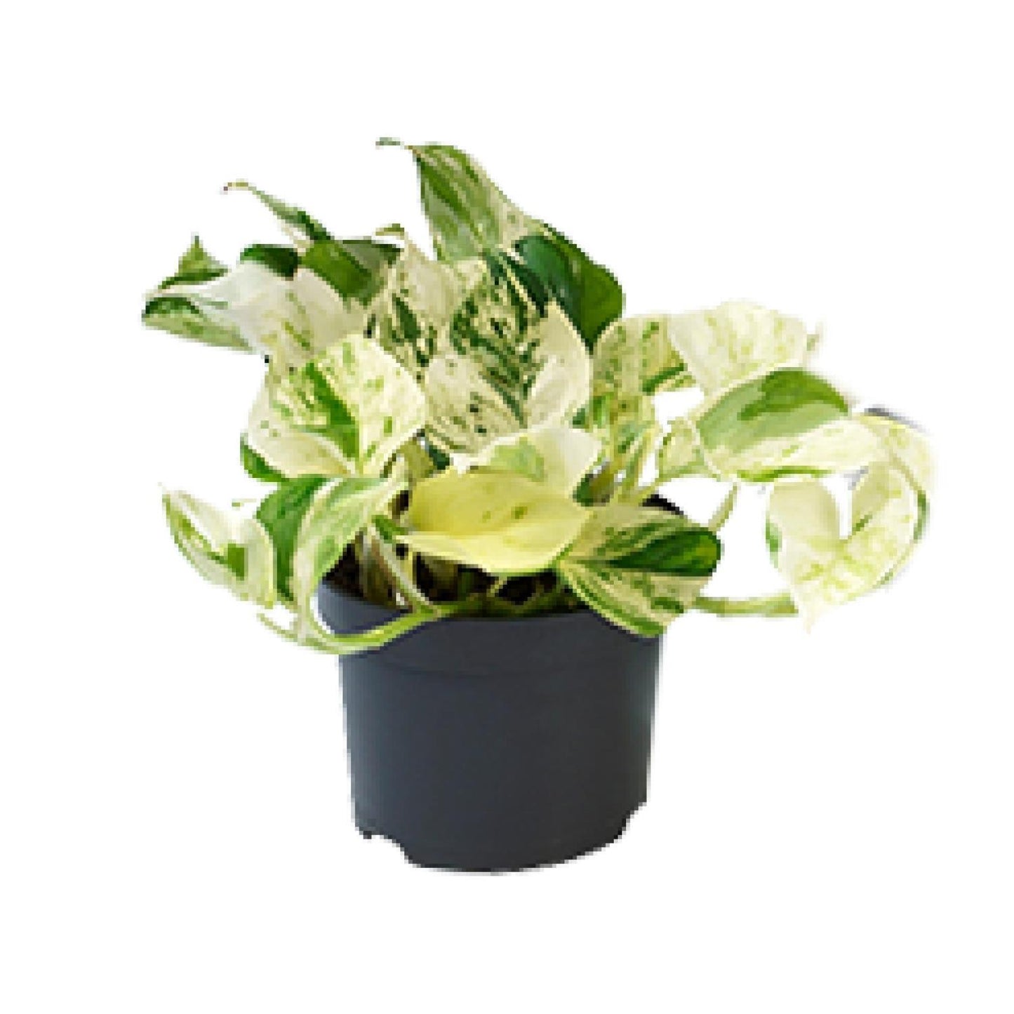 Epipremnum Happy Leaf 12cm - 15cm Höhe