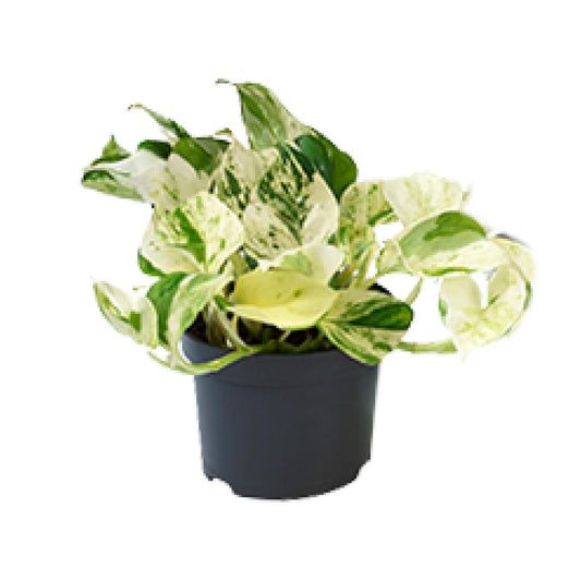 Epipremnum Happy Leaf 12cm - 15cm Höhe