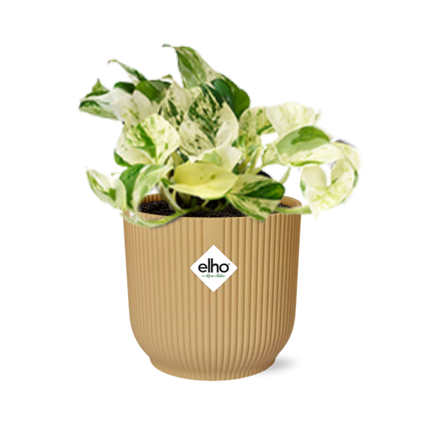Epipremnum Pinnatum Happy Leaf in Topf 14cm Gelb höhe bis 20cm