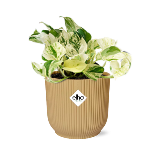 Epipremnum Pinnatum Happy Leaf in Topf 14cm Gelb höhe bis 20cm