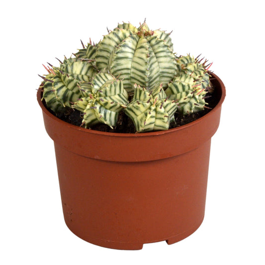 Euphorbia meloformis variegata - clay - 10,5cm