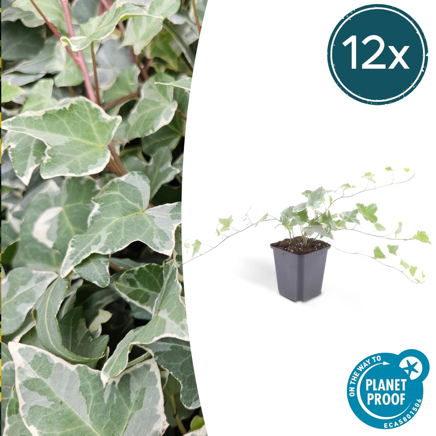 Hedera helix 'Glacier' - Efeu mit silbrig-grünen Blättern - 6er & 12er Set