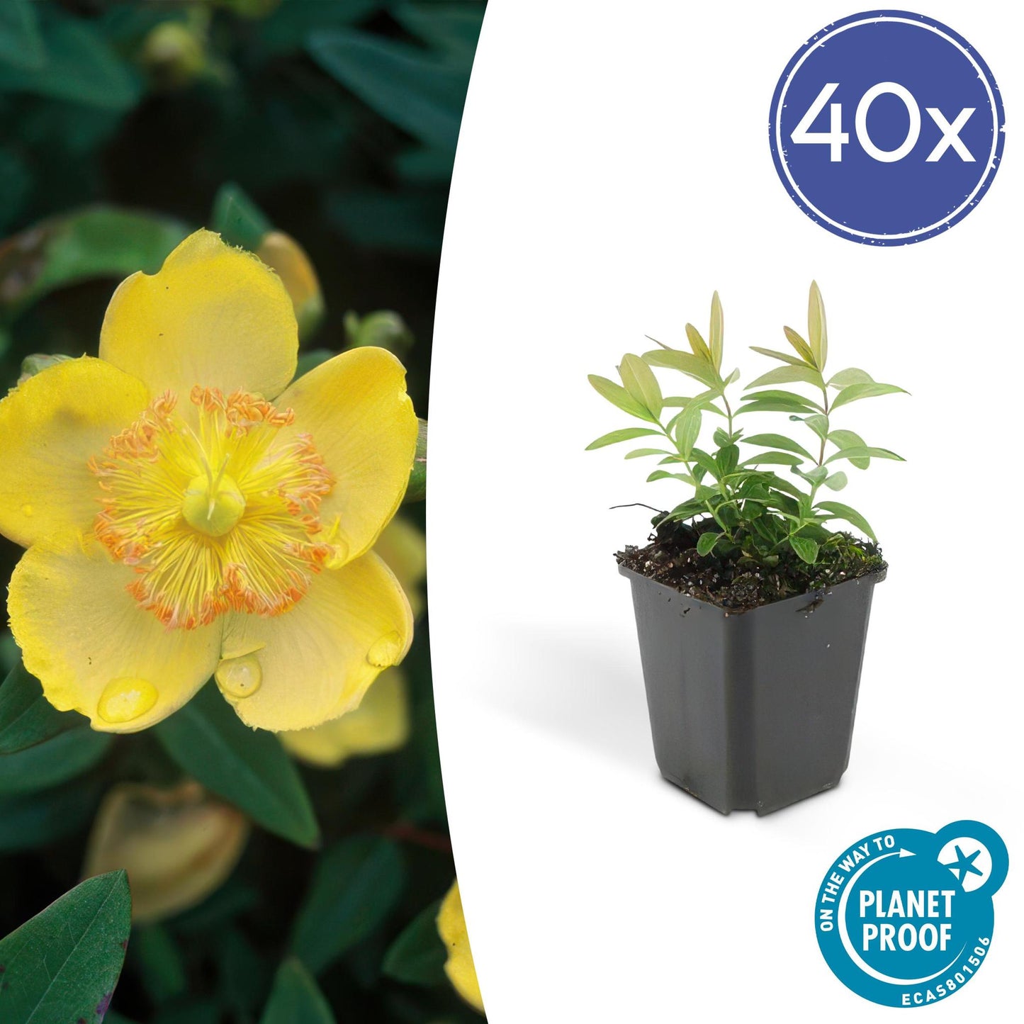 Hypericum calycinum 40er-Set - Großblütiges Johanniskraut als Bodendecker