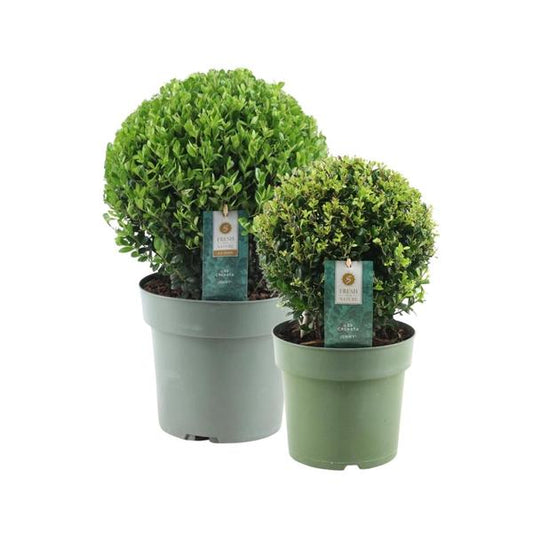 Zwei formgeschnittene Ilex crenata 'Jenny' Kugeln in den Größen 20cm und 25cm Durchmesser