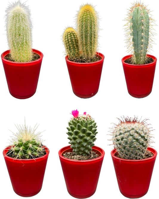 Kaktus Mix - 6.5cmØ - 8-15cm hoch- (6 Stück) - Rote Topf - Ø7.5 cm