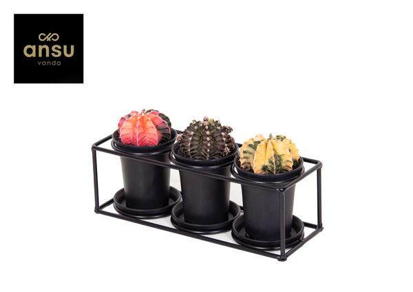 Kaktus Trio In Design - Ø25cm - ↕12cm
