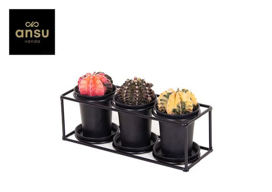 Kaktus Trio In Design - Ø25cm - ↕12cm