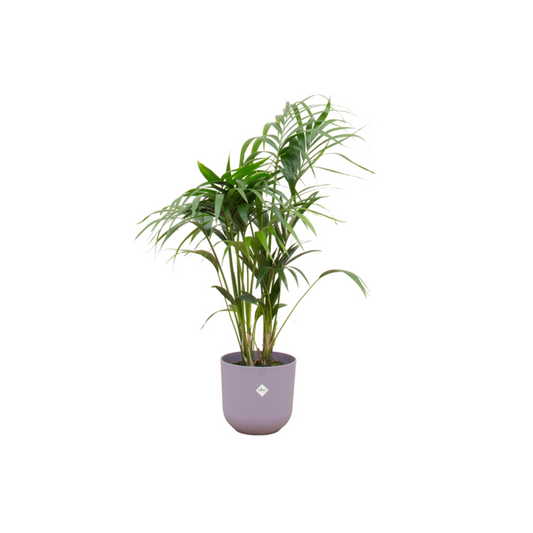 Kentia palme + Topf lila Ø26 - 130 cm
