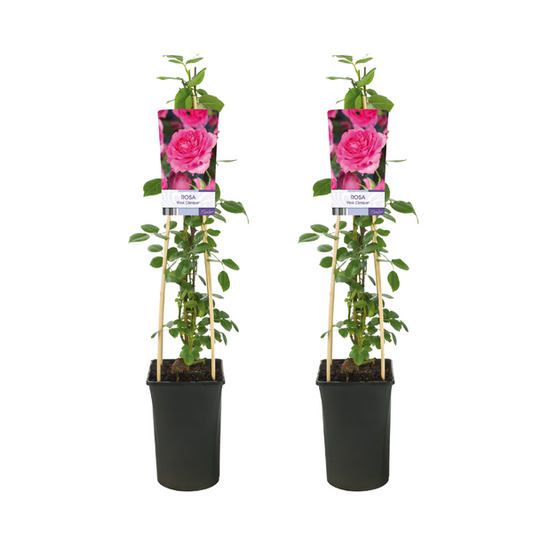  Kletterrose Rosa Pink Climber im Topf (Ø17cm, Höhe 75cm) mit zarten rosa Blüten, ideal für Garten und Terrasse
