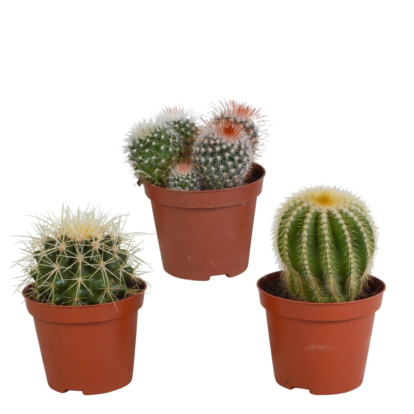 Kugelkakteen - Mischung 8,5 cm - ohne Topf - 3er Set