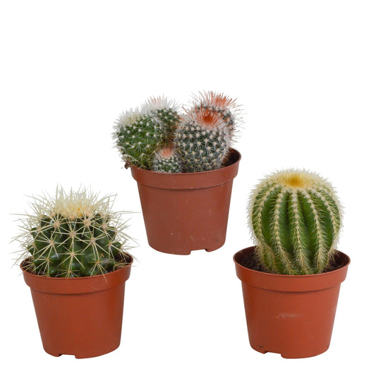 Kugelkakteen - Mischung 8,5 cm - ohne Topf - 3er Set