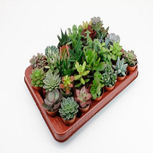 Diese 30 pflegeleichten Sukkulenten im 5,5 cm Topf sind perfekt für Dekorationsprojekte, kleine Gärten und als Tischpflanzen. Sie benötigen nur wenig Wasser und sind ideal für Anfänger.