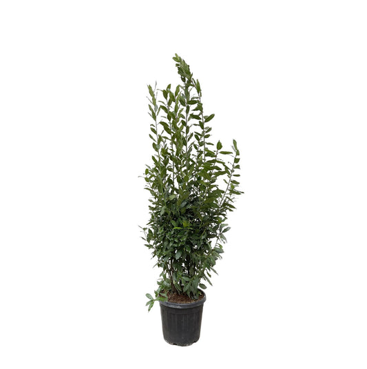 Echter Lorbeerbaum (Laurus Nobilis) – 210 cm hoch, Ø50 cm Topf – Mediterrane Zimmer- und Gartenpflanze
