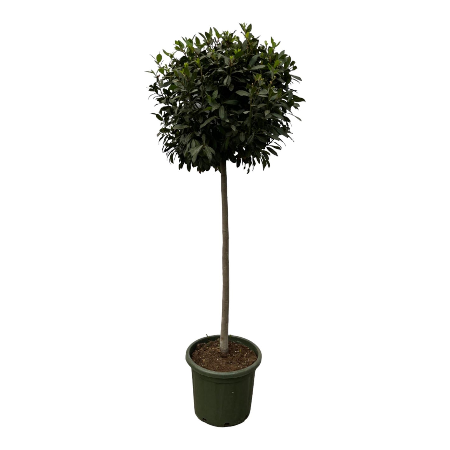 Stilvoller Lorbeerbaum (Laurus Nobilis), 200 cm Höhe, Ø 45 cm Topf – Mediterrane Pflanze für Garten, Terrasse oder Innenräume.