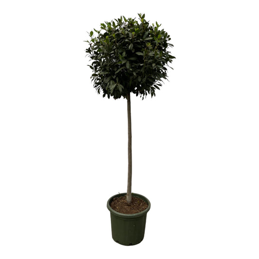 Stilvoller Lorbeerbaum (Laurus Nobilis), 200 cm Höhe, Ø 45 cm Topf – Mediterrane Pflanze für Garten, Terrasse oder Innenräume.
