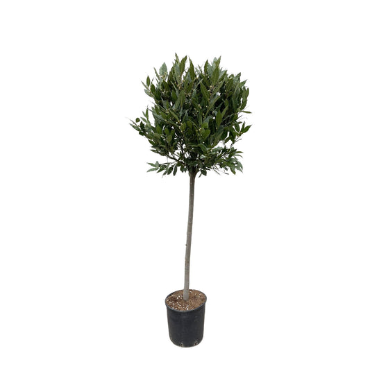  Immergrüner Lorbeerbaum Laurus nobilis mit 180 cm Höhe und 40 cm Topfdurchmesser, perfekt für Garten und Terrasse, mediterrane Pflanze.