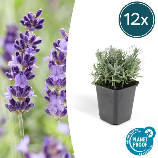 Lavandula Hidcote Lavendel Pflanze mit lila Blüten im Garten

