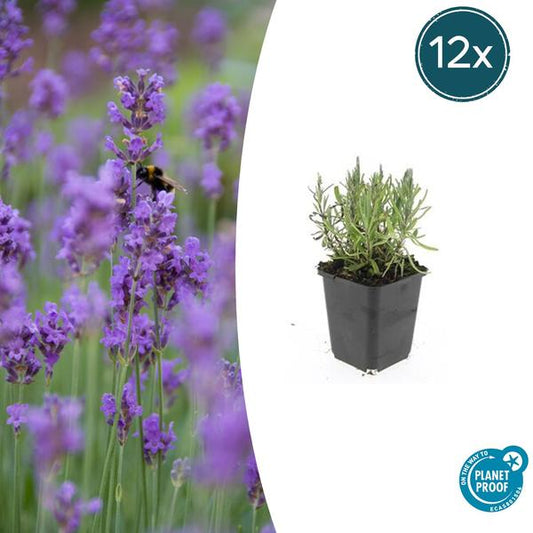 Lavandula 'Munstead' Lavendelpflanze mit lila Blüten für sonnige Gartenbeete und Töpfe