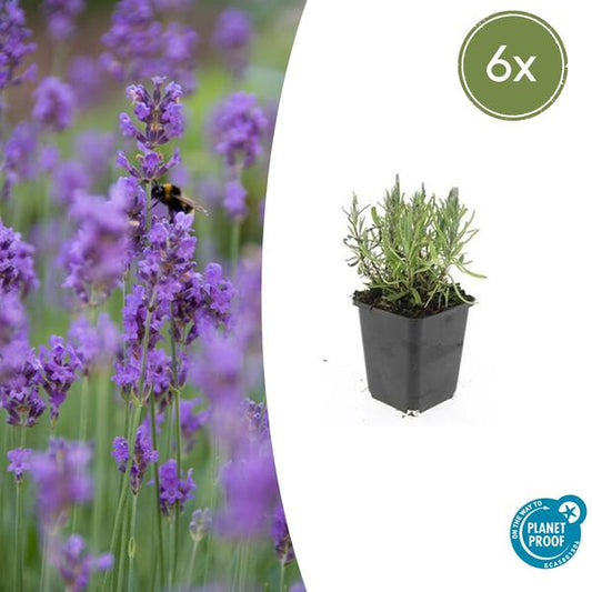  Lavandula ang. 'Munstead' Lavendelpflanze mit lila Blüten für sonnige Gartenbeete und Töpfe